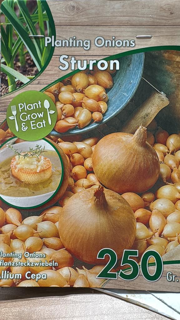 Volle kist uien planten 24 zakjes voor slechts €10, Ophalen of Verzenden, Volle zon
