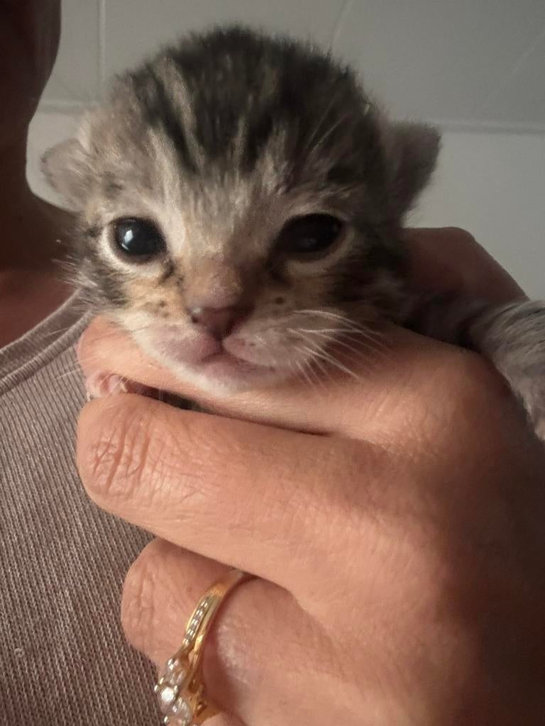 Bengaal x ragdoll kittens allemaal GERESERVEERD, Dieren en Toebehoren, Meerdere dieren, Ontwormd, 0 tot 2 jaar
