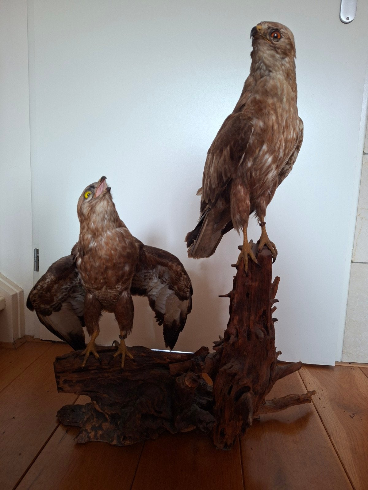 2 mooie opgezette buizerds taxidermie t.e.a.b., Ophalen of Verzenden, Zo goed als nieuw, Vogel, Opgezet dier