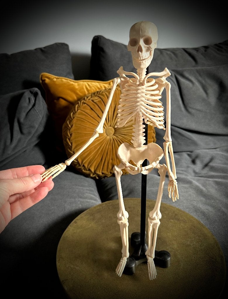 Skeletmodel Anatomisch standaard Leermiddel decoratie curio, Verzenden