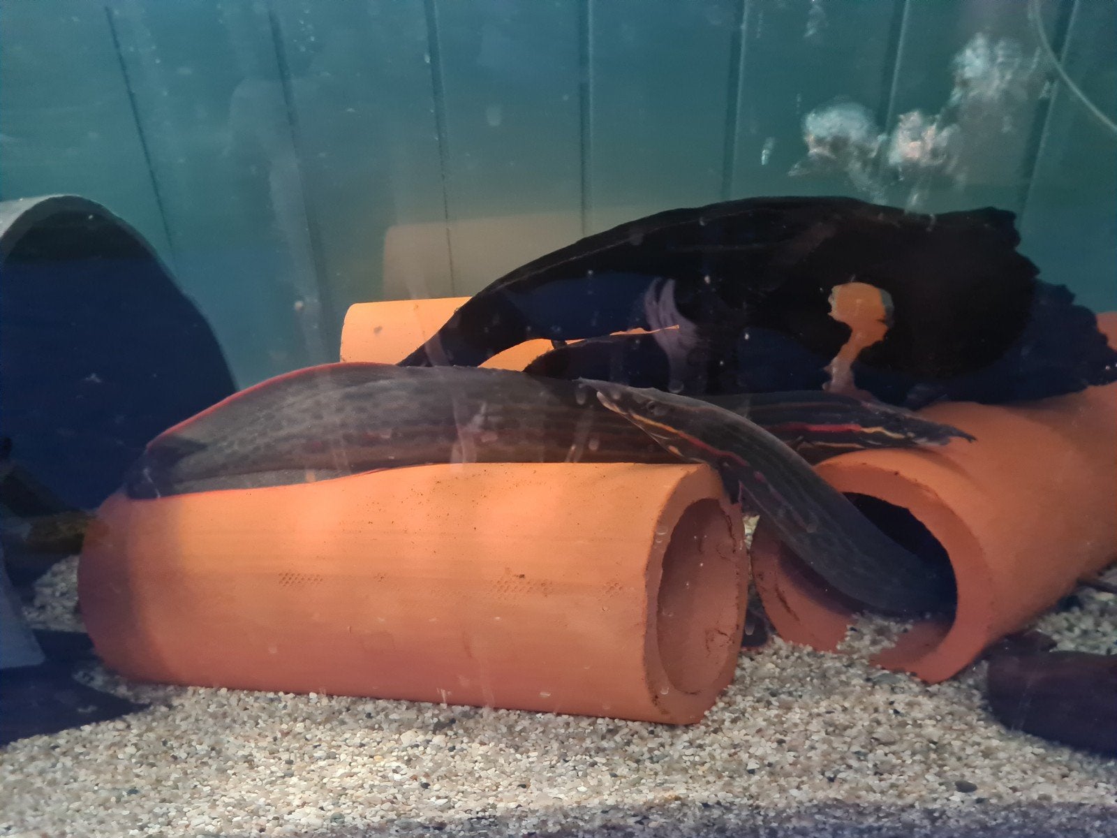 Vuuraal, Mastacembelus Erythrotaenia, XL vuuralen, aal, Dieren en Toebehoren, Vis, Zoetwatervis