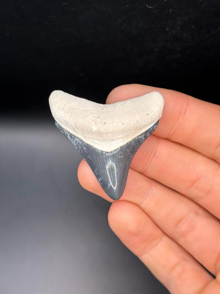 Megalodon fossiele haaientand Bone Valley, Verzamelen, Mineralen en Fossielen, Ophalen of Verzenden, Fossiel