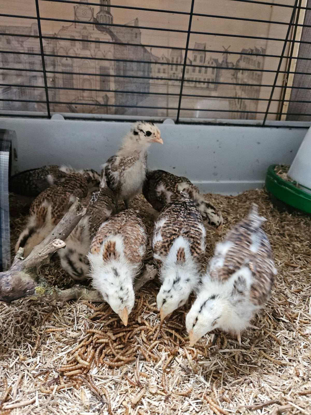 Te koop Assendelfter hoen kuikens., Meerdere dieren, Kip