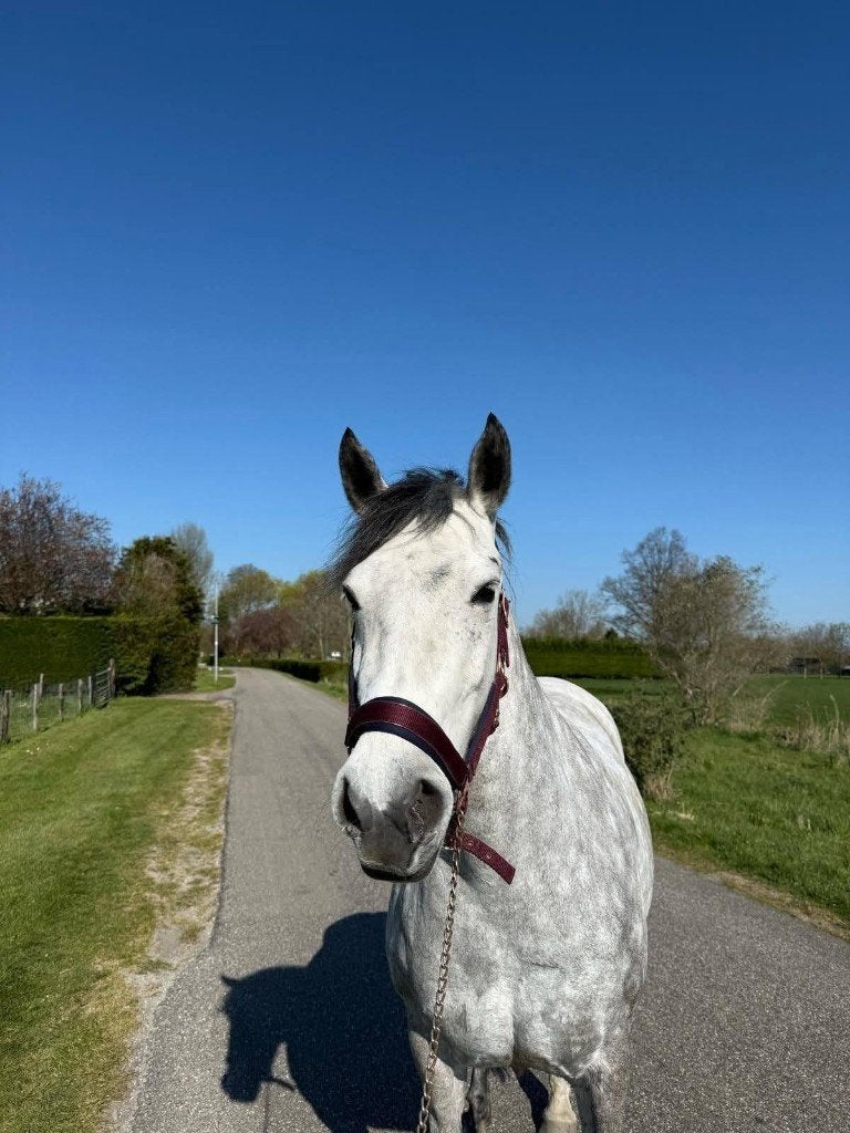 Lieve Sociale E Pony Connemara, Zadelmak, 7 tot 10 jaar, Recreatiepony, Merrie