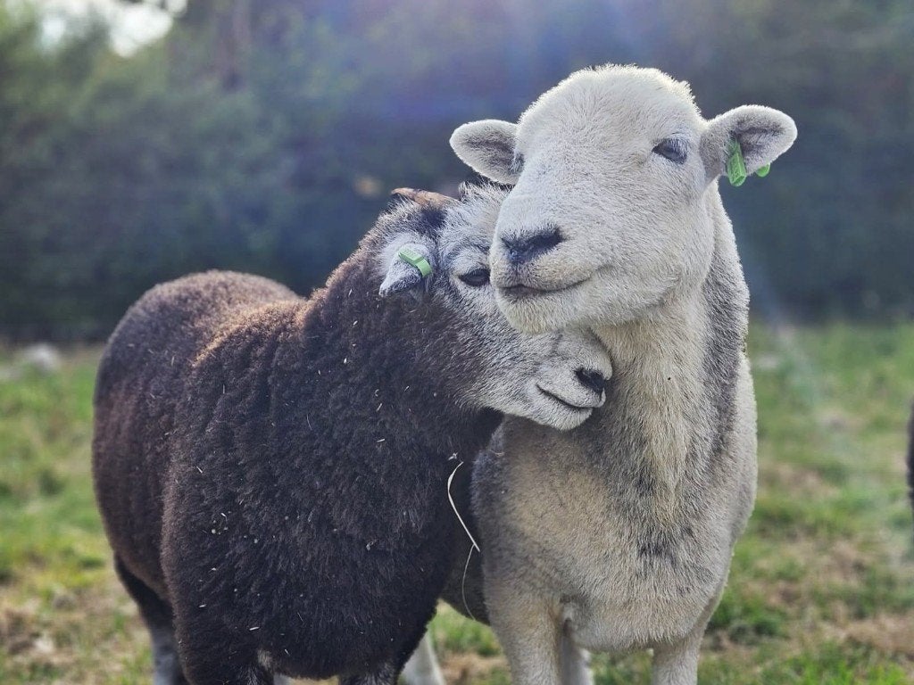 Herdwick schapen, Dieren en Toebehoren, Schapen, Geiten en Varkens, Meerdere dieren, Schaap, 0 tot 2 jaar
