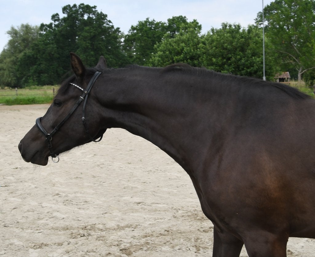 Zwarte D-pony merrie 2 jaar met goed papier, Merrie, Met stamboom, Dressuurpony, Niet van toepassing