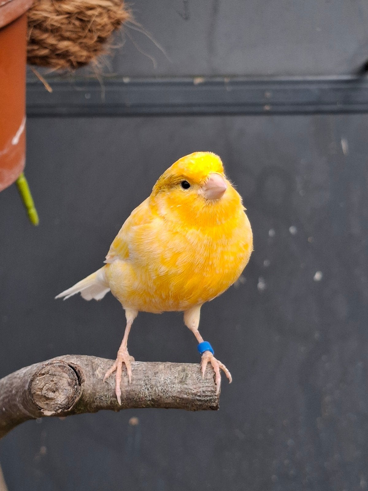 koppel kanaries, Meerdere dieren, Kleurkanarie