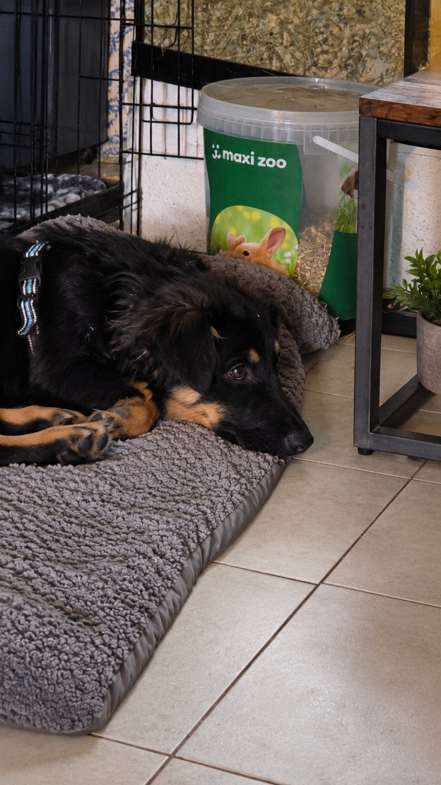 Sandor – lieve jonge reu zoekt rustig en liefdevol thuis, Particulier, 15 weken tot 1 jaar, Reu, Buitenland