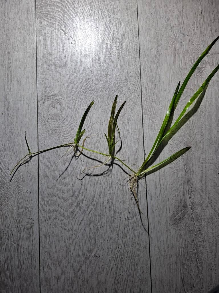 Aquarium plantjes: 4 Vallisneria stekjes, Ophalen of Verzenden, Plant(en), Steen of Hout