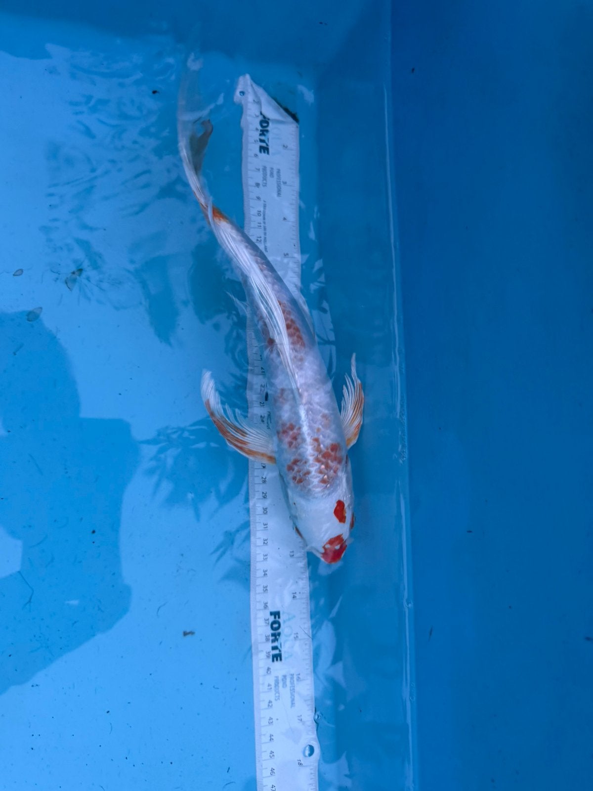 HARIWAKE BUTTERFLY koi, Dieren en Toebehoren, Karper of Koi