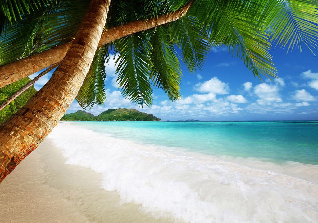 68 Palmboom Paradijs Vlies Fotobehang 350x250cm in 3 maten, Ophalen of Verzenden, Minder dan 10 m², Zwart