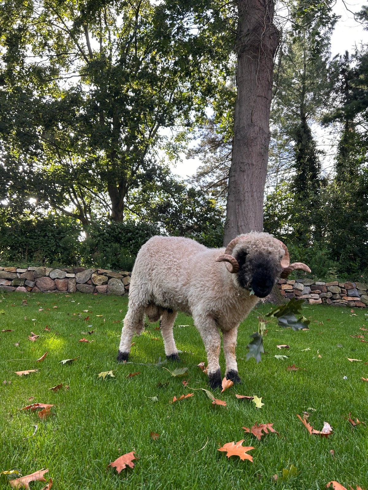 Walliser Schwarznase ram, Dieren en Toebehoren, Mannelijk, Schaap