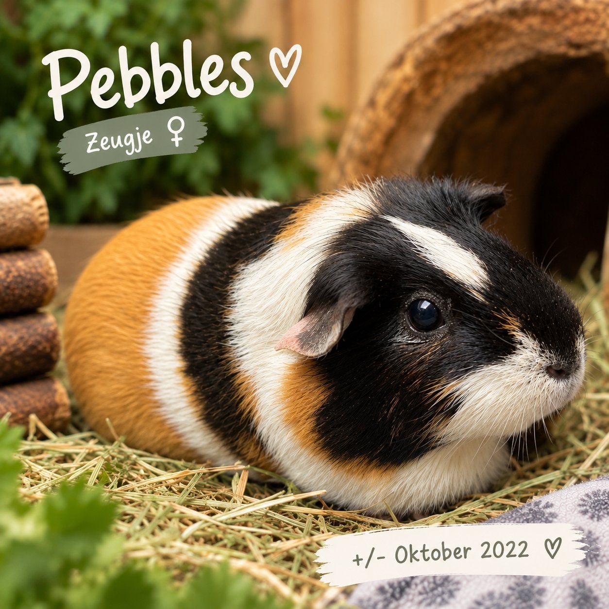 Opvang cavia zeugje, Pebbles, Dieren en Toebehoren, Oktober, Vrouwelijk, Cavia