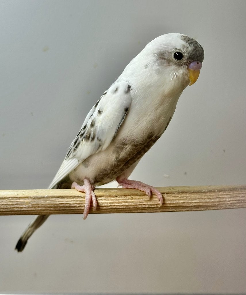Bonte split blackface parkieten, Dieren en Toebehoren, Vogels | Parkieten en Papegaaien, Meerdere dieren, Parkiet