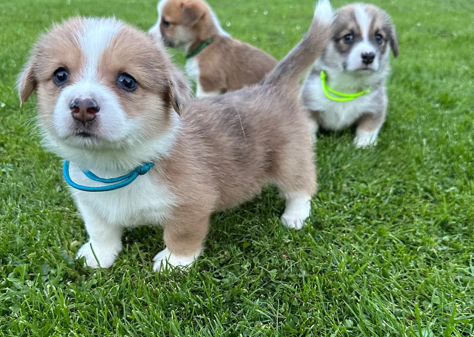 België - Welsh Corgi Pembroke pups, België, Particulier, Overige rassen, 8 tot 15 weken