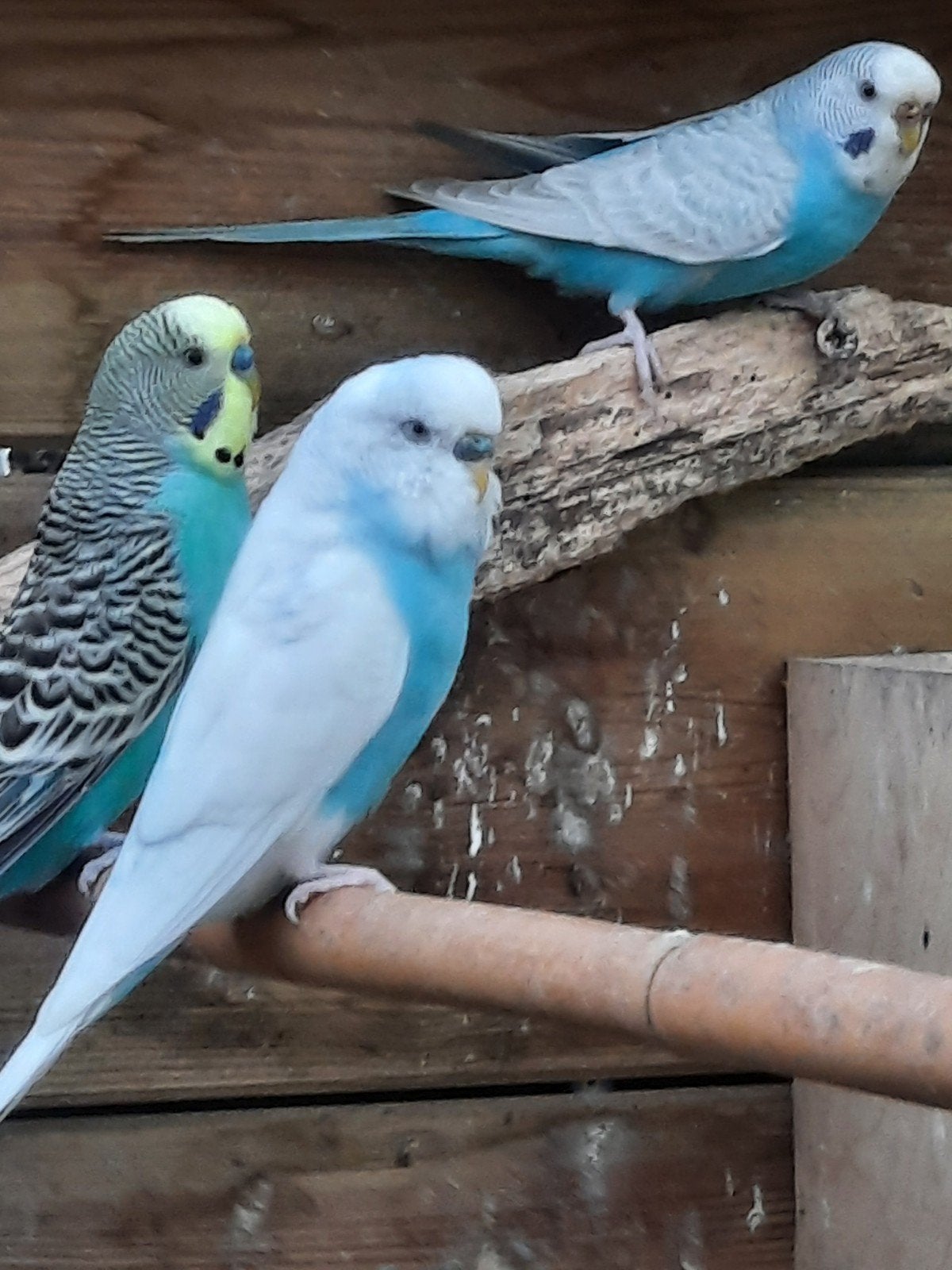 grasparkieten blauw bont, Dieren en Toebehoren, Meerdere dieren, Parkiet