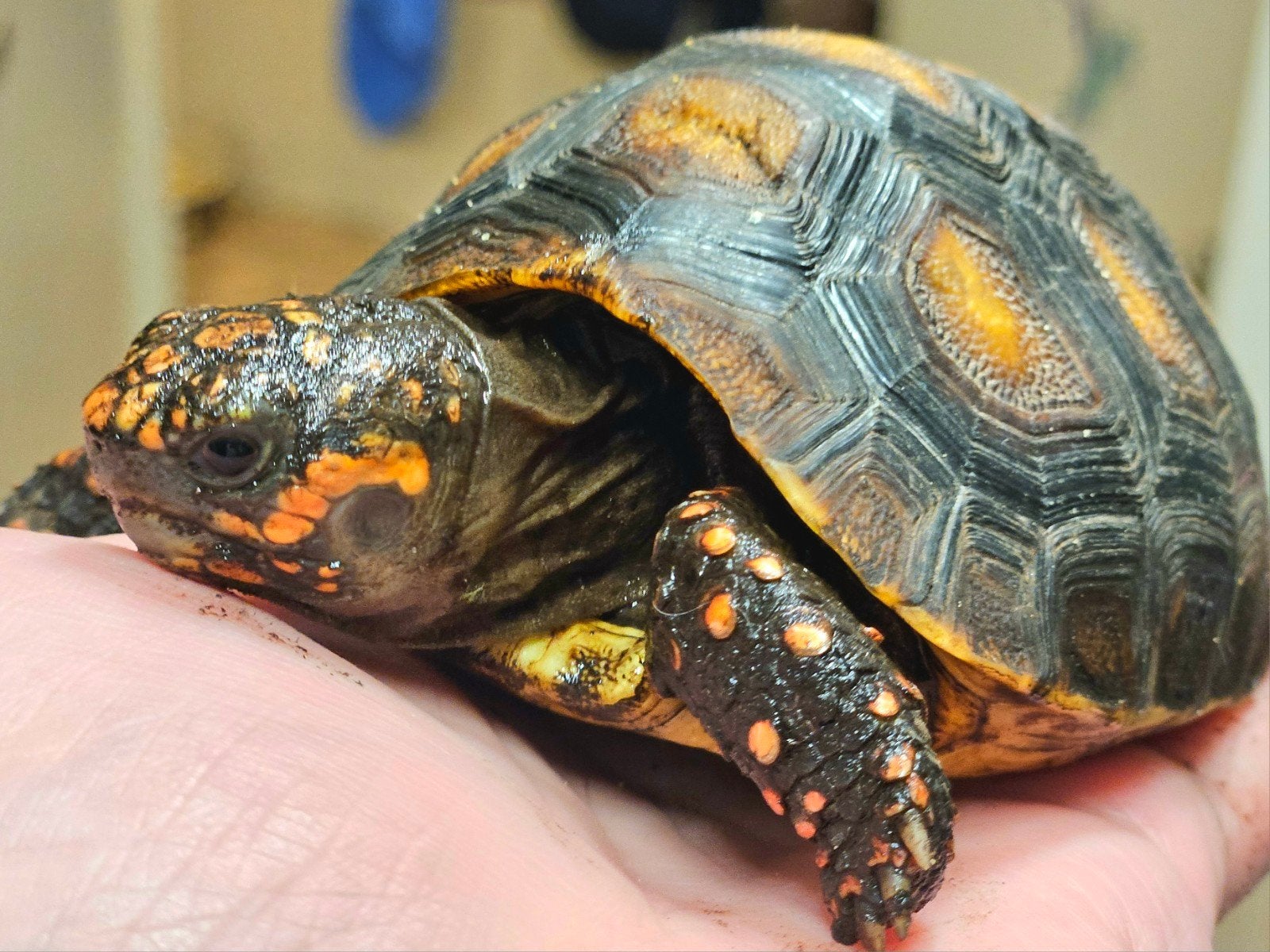 Kolenbranderschildpad – Chelonoidis carbonarius – nk 2025 Tortoise photo 2