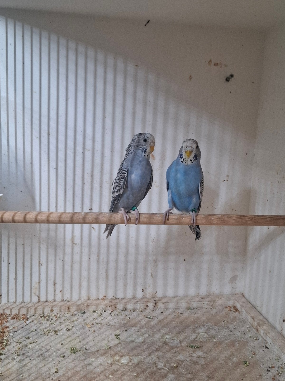 Koppel grasparkieten te koop., Dieren en Toebehoren, Vogels | Parkieten en Papegaaien, Meerdere dieren, Parkiet, Geringd