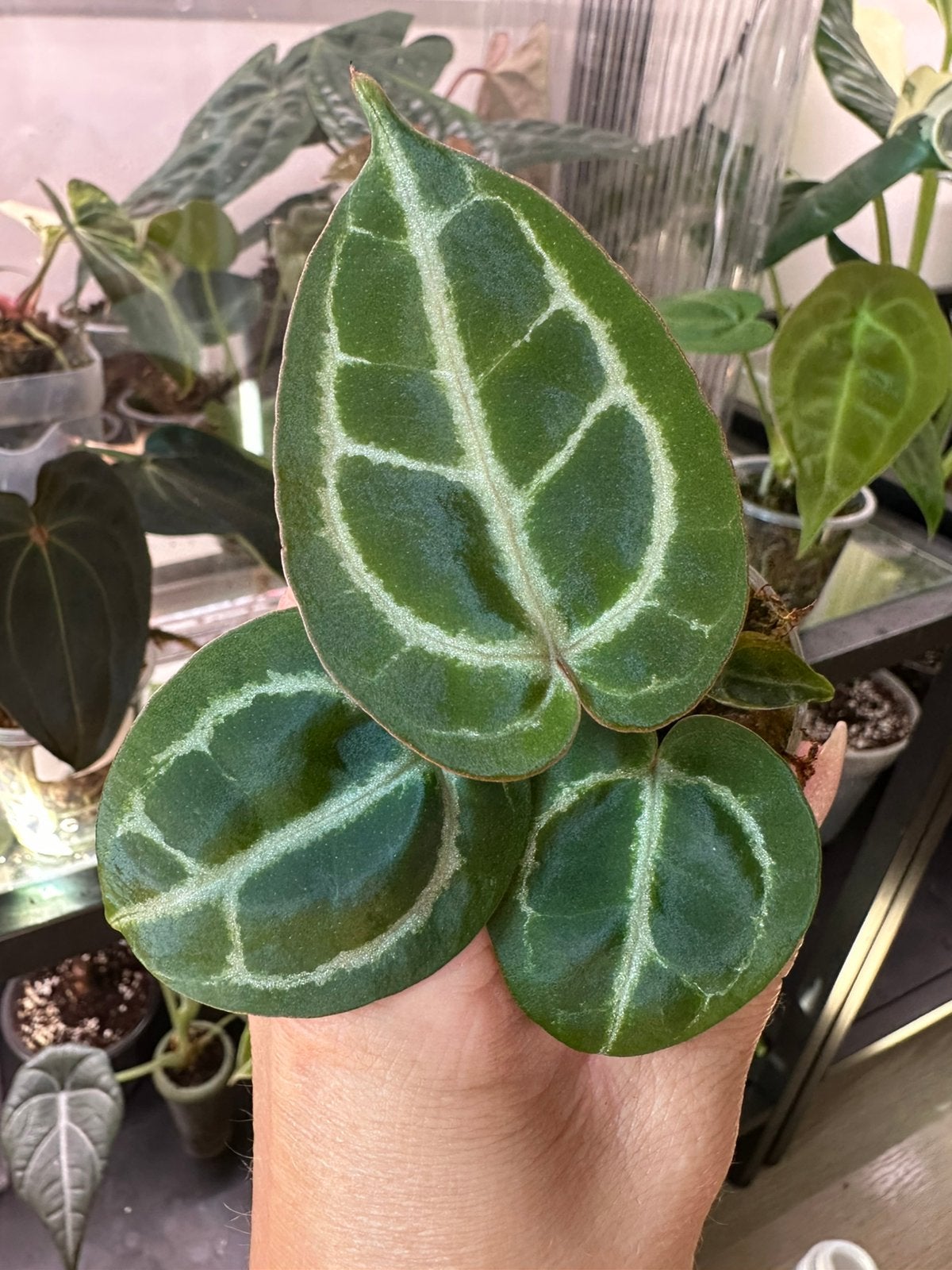 Anthurium indo crystallinum X michelle, Huis en Inrichting, Kamerplanten, Ophalen of Verzenden, Halfschaduw, Minder dan 100 cm