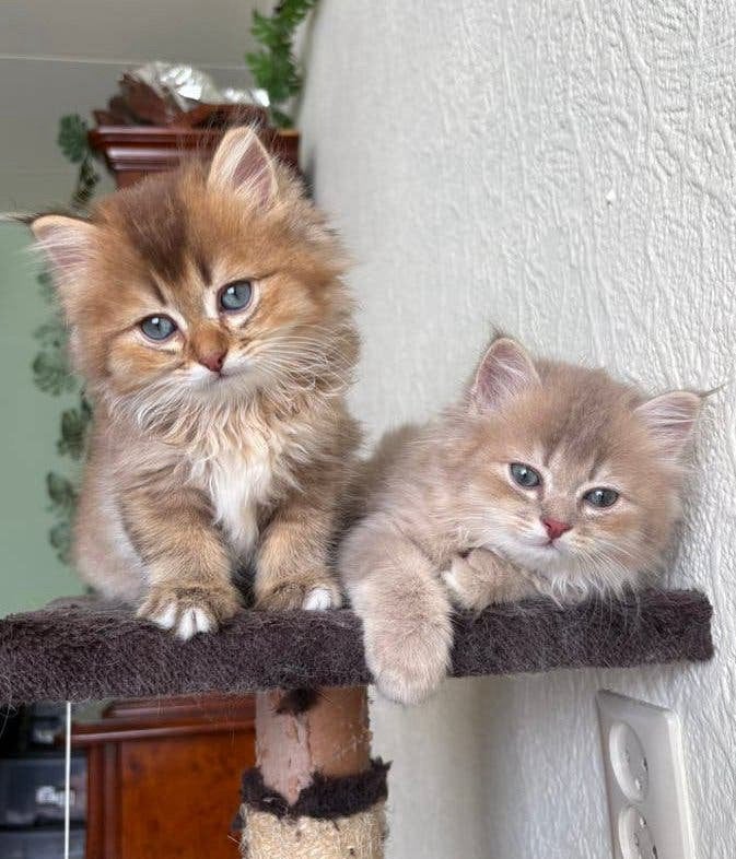 Zeldzame Britse langhaar golden X Heilige Birmaan kittens, Dieren en Toebehoren, Katten en Kittens | Raskatten | Langhaar, Meerdere dieren