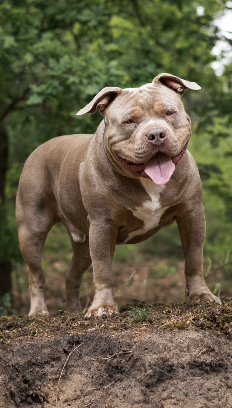DEKREU AMERICAN BULLY XL, Dieren en Toebehoren, Honden | Dekreuen, 15 weken tot 1 jaar, Reu, CDV (hondenziekte), Eén hond