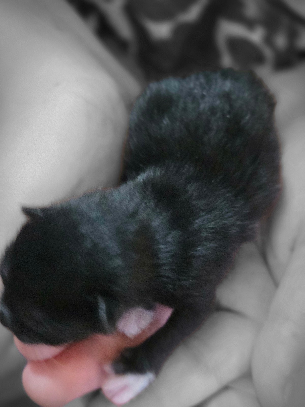Kittens, Dieren en Toebehoren, Katten en Kittens | Overige Katten, Meerdere dieren