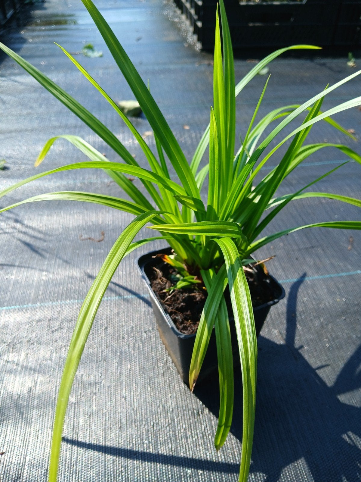 Partij Carex Iris Green - Siergras voor tuin en vijver, Ophalen of Verzenden, Siergrassen, Halfschaduw