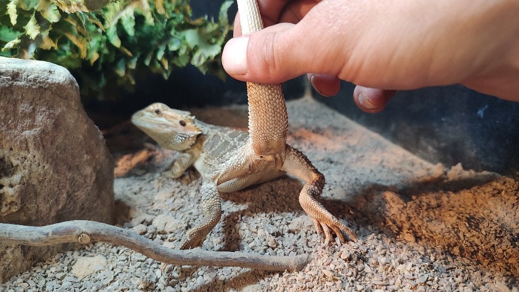 1.0 Pogona vitticeps - baardagame Bearded Dragon photo 7