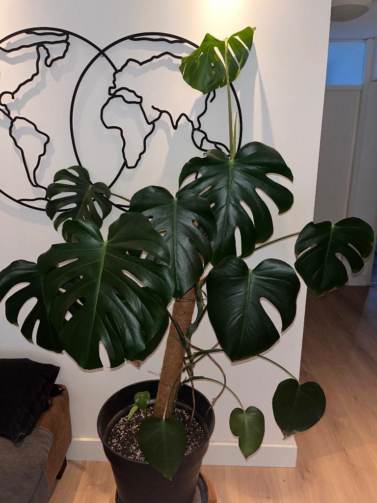 Monstera plant, Ophalen, Overige soorten, Halfschaduw, In pot