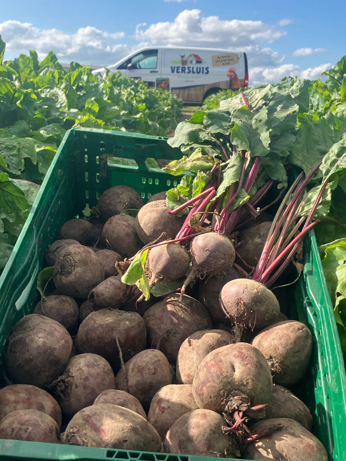 Verse Rode Bieten - Direct van het Land, Ophalen