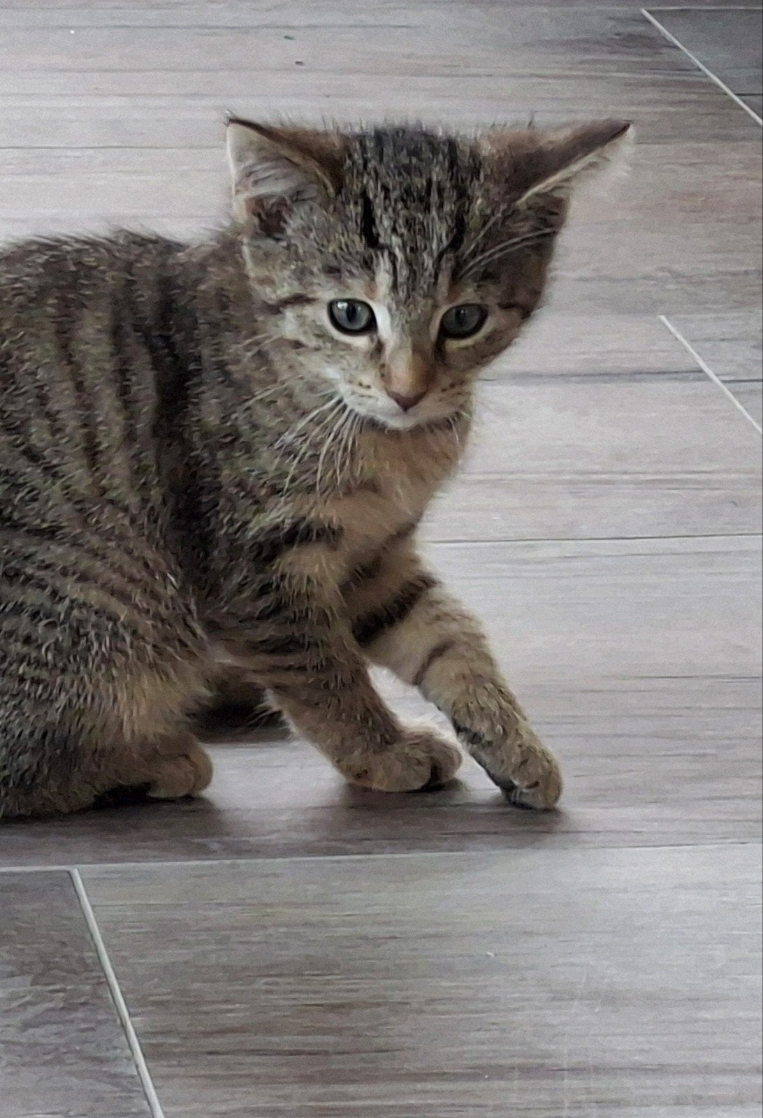 Lieve en ontzettende mooie kitten, Poes