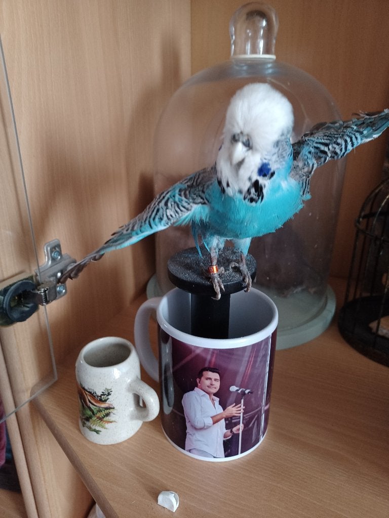 Te koop opgezette grasparkiet, Verzamelen, Ophalen, Gebruikt, Vogel, Opgezet dier