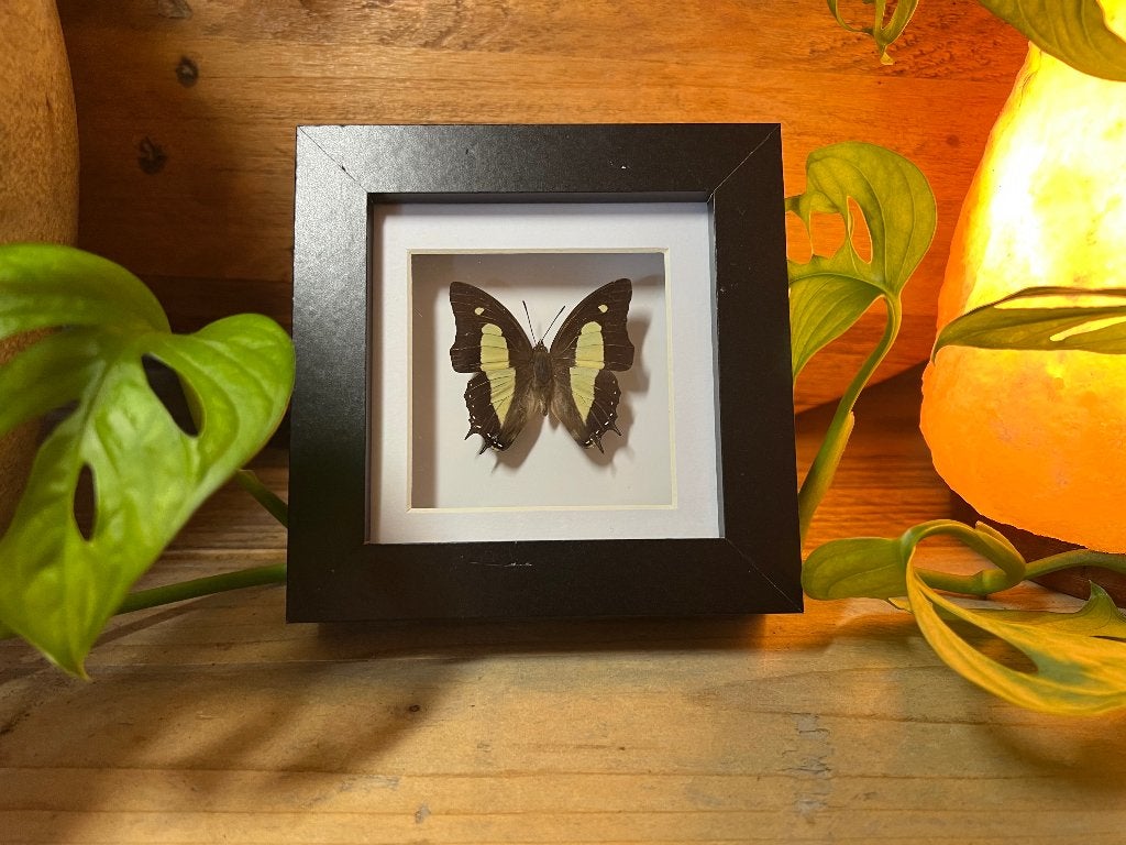 Vlinder in lijst, Ophalen, Nieuw, Hout