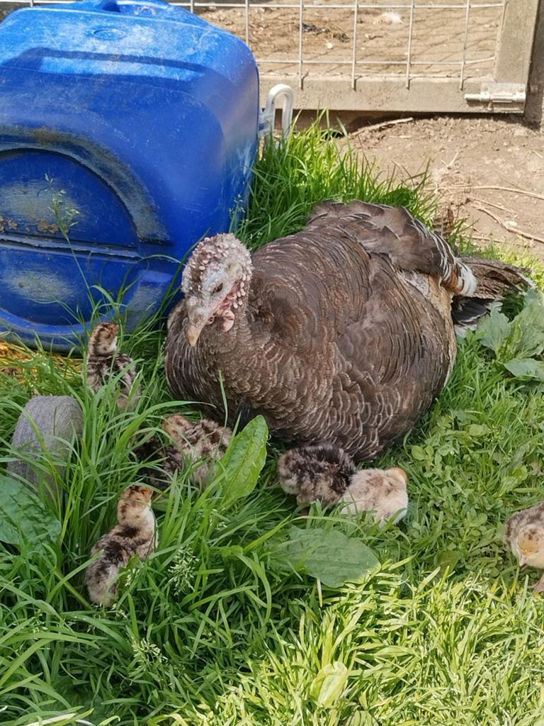 Kalkoen met kuikens te koop, Dieren en Toebehoren, Pluimvee, Meerdere dieren, Kalkoen
