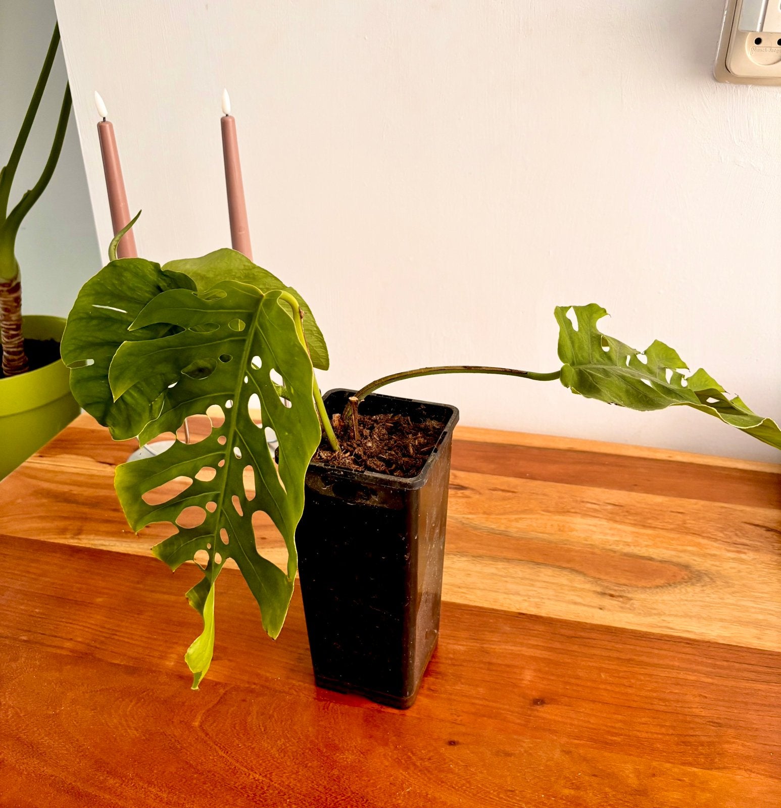 Monstera Dubia stek - Unieke klimplant, Huis en Inrichting, Kamerplanten, Overige soorten, Minder dan 100 cm, Groene kamerplant