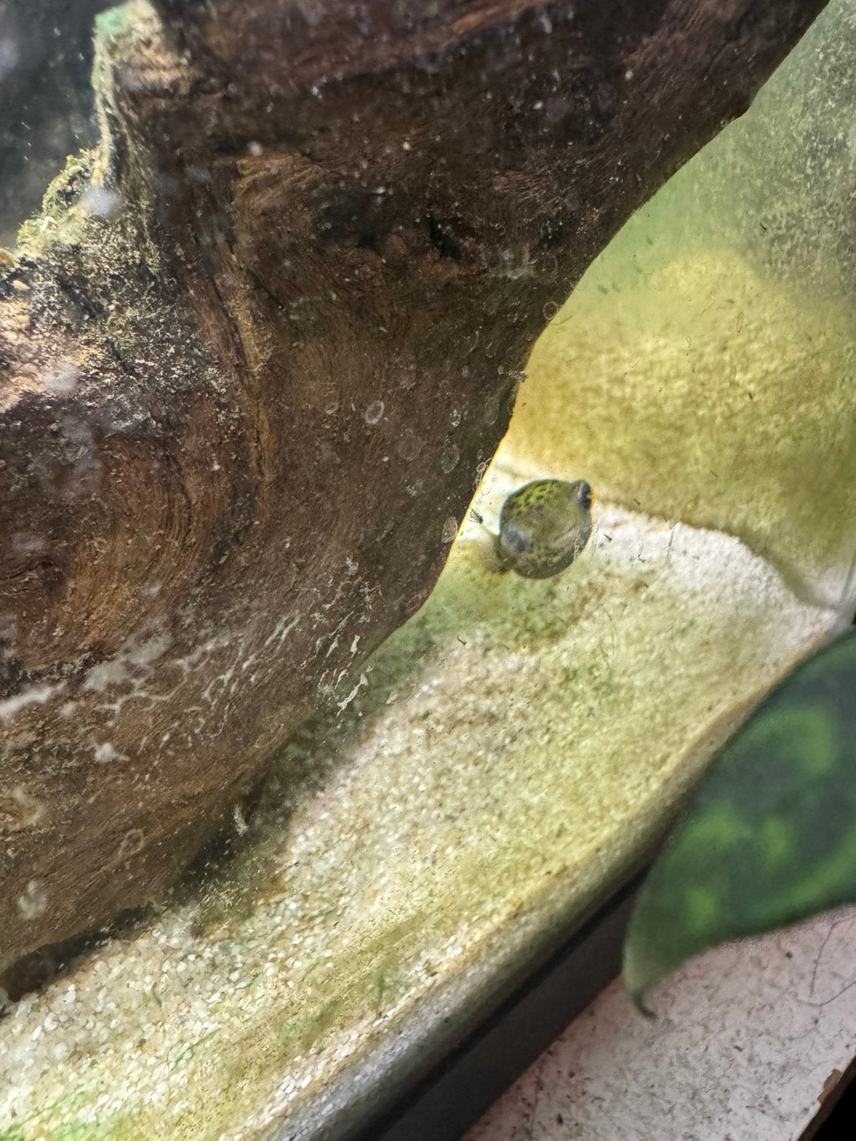 Jonge green spotted kogelvis, Slak of Weekdier