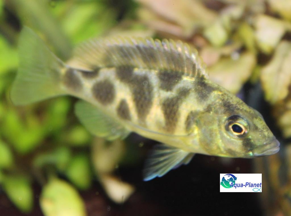Haplochromis venestus, Dieren en Toebehoren, Vis, Zoetwatervis