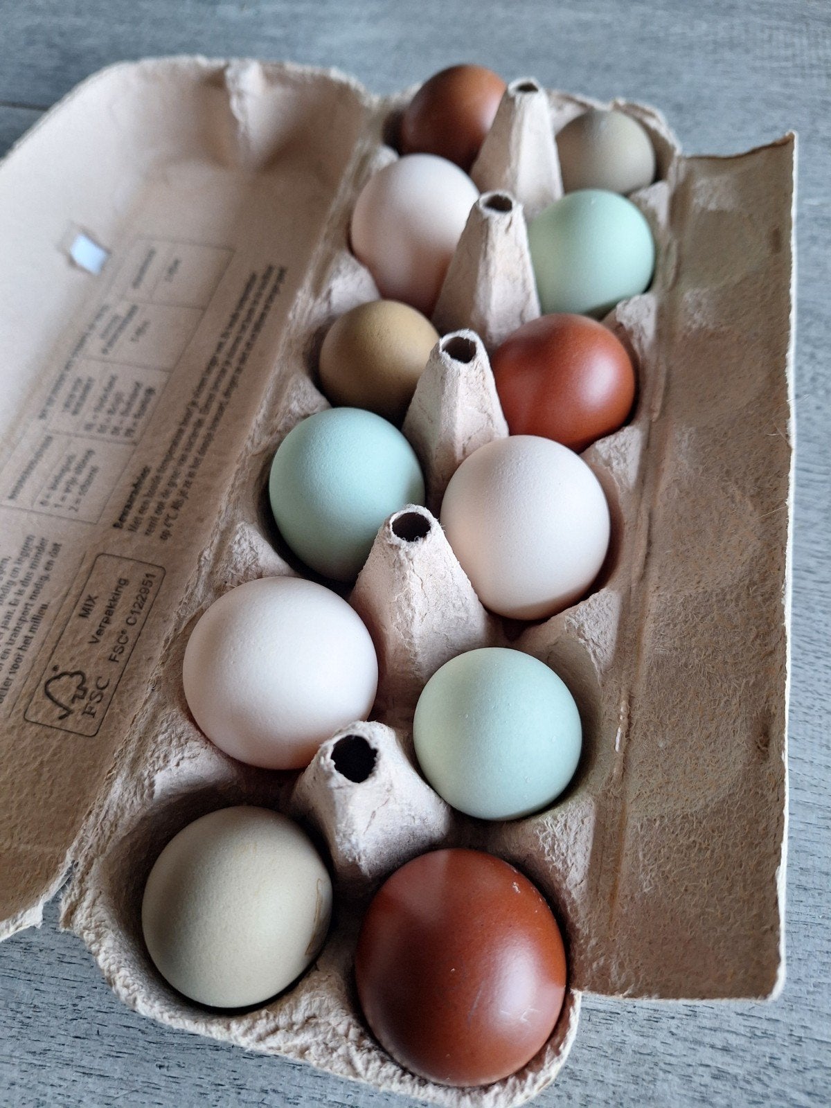 Broedeieren easter egger/groenlegger/kleurlegger, Geslacht onbekend, Kip