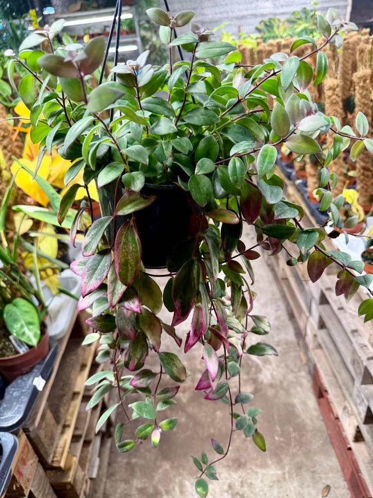 Aeschynanthus Variegata - Hangplant, Ophalen of Verzenden