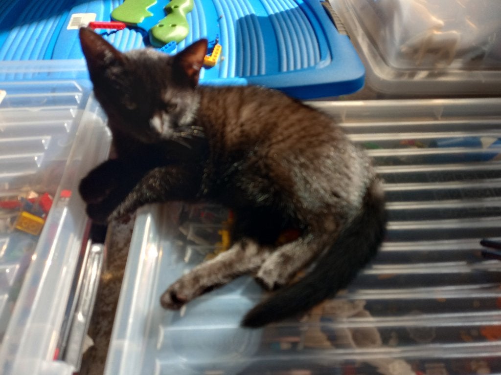 De kittens mogen 'uitvliegen', Dieren en Toebehoren, Meerdere dieren, Kortharig, 0 tot 2 jaar