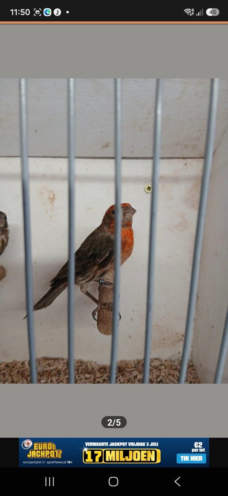 Roodmus, Meerdere dieren