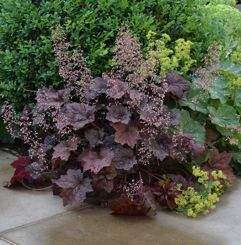 Heugera palace purple purperklokje, vaste plant, sierplant, Ophalen, Vaste plant, Overige soorten, Volle zon