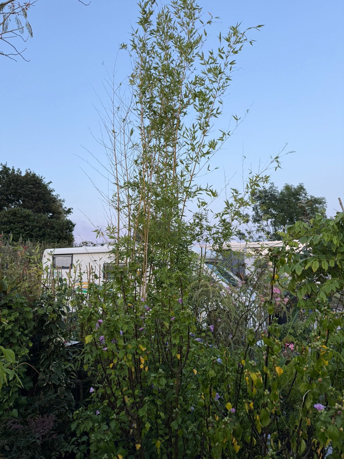 Grote bamboe ik grote kuip hoog 3.-4 m  4 kuipen pst 35 ,-, Tuin en Terras, Ophalen, Bamboe, 250 cm of meer