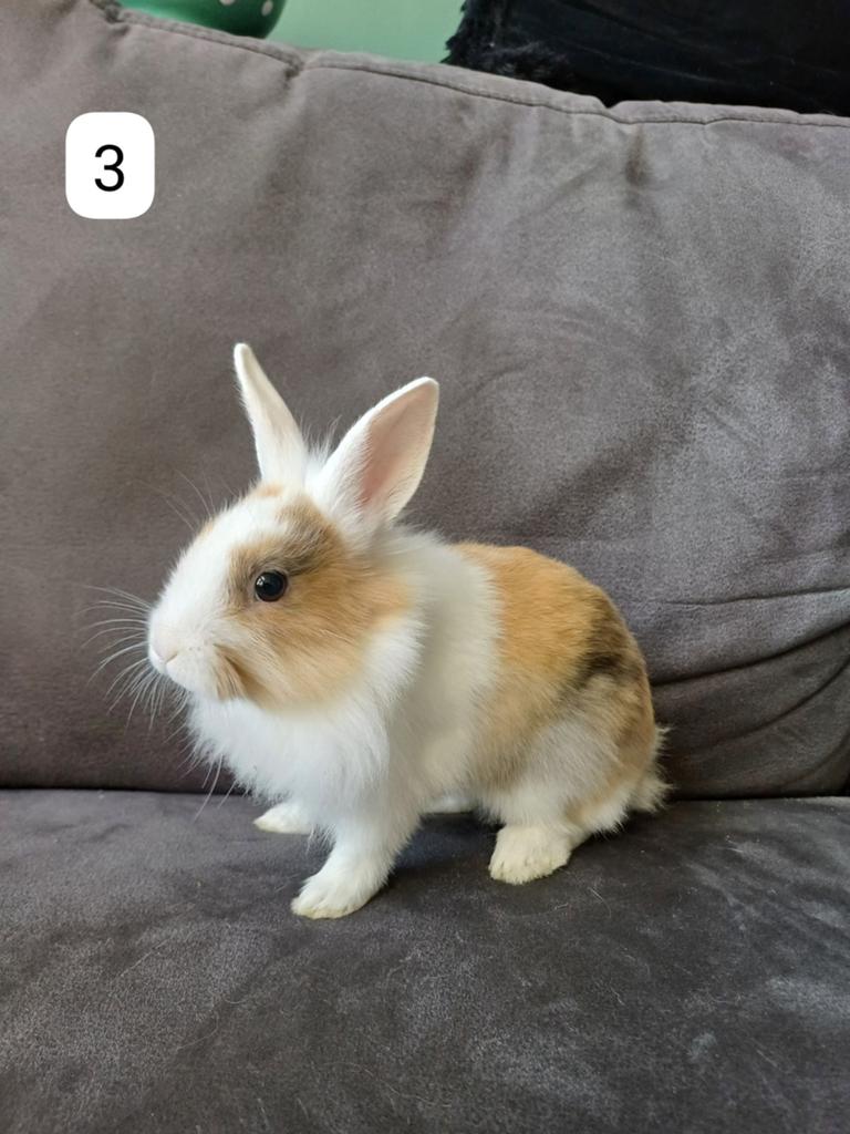 Lieve, tamme rammetjes voor een goed thuis., Dieren en Toebehoren, Konijnen