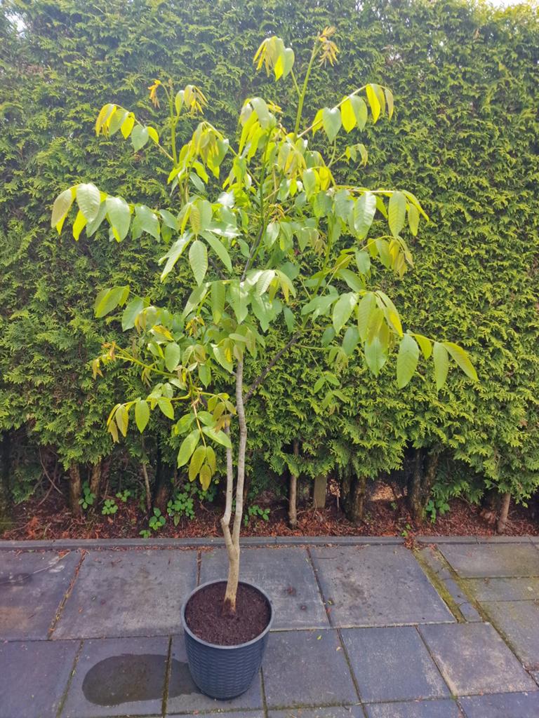 Walnotenboom, Tuin en Terras, Ophalen, Volle zon, Overige soorten, 100 tot 250 cm