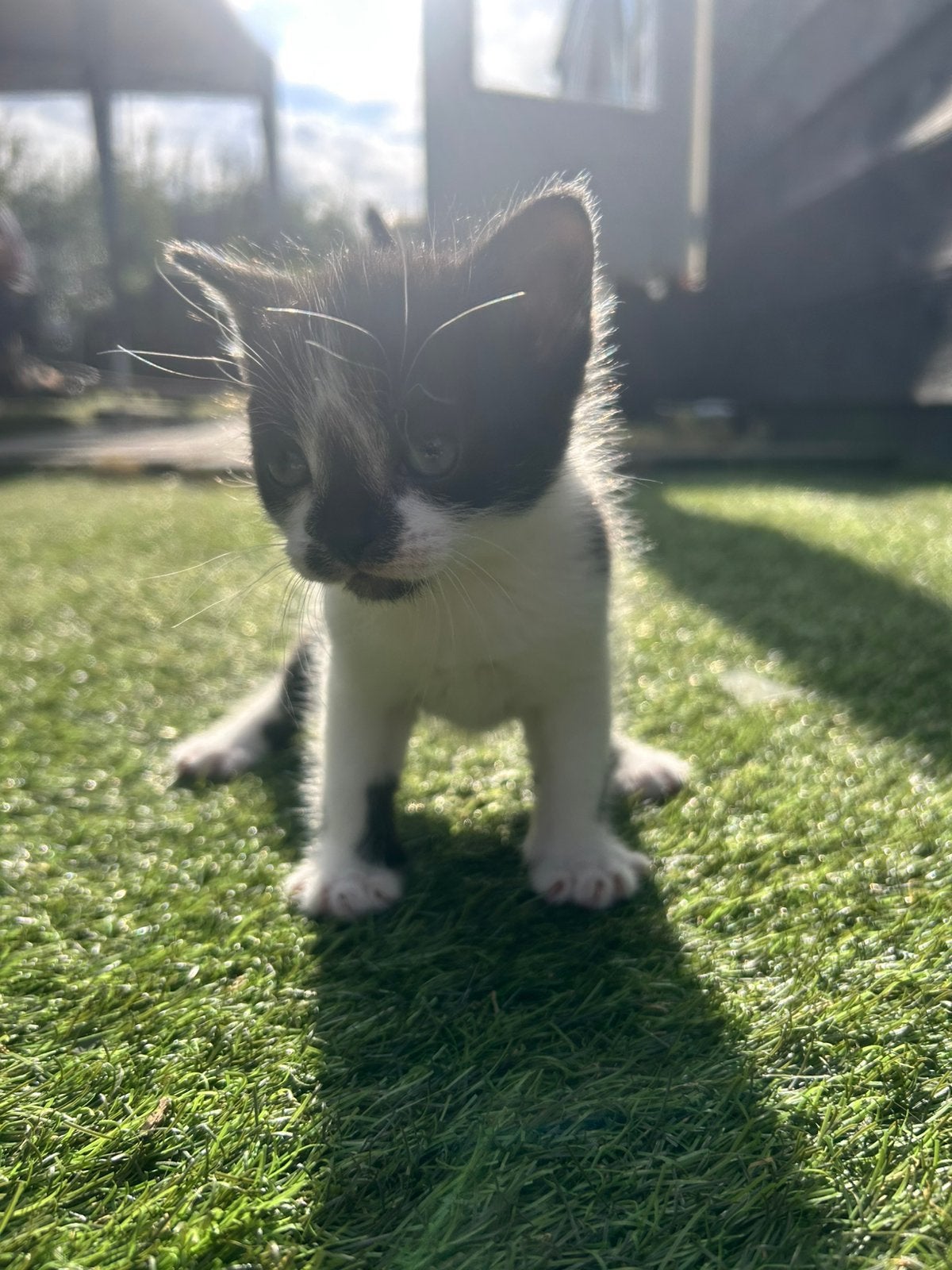 Kittens, Meerdere dieren, Kortharig