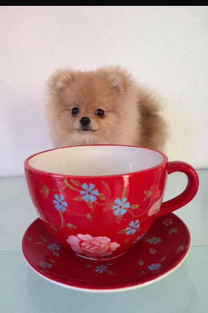 Pomeranian ultra klein teacup bearface pomeriaan mini boo, Nederland, Overige rassen, 8 tot 15 weken, Teef