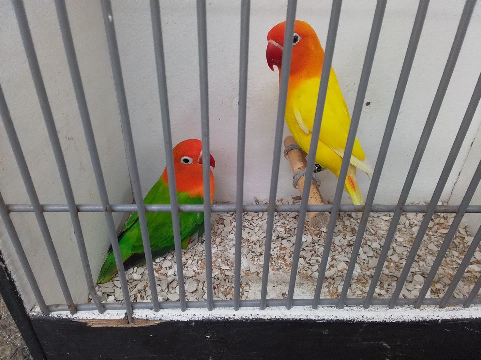 koppel ficheri lutino man x opaline groene pop, Dieren en Toebehoren, Meerdere dieren, Parkiet
