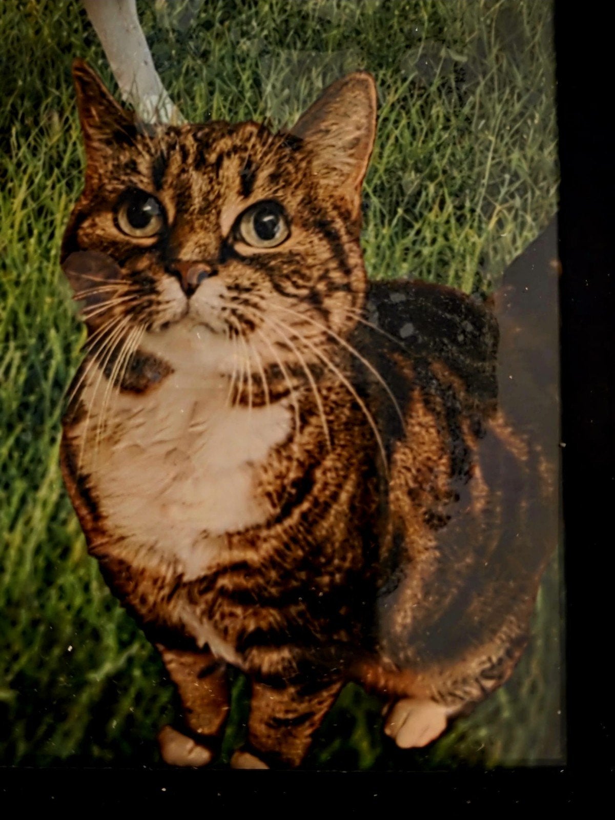 Lieve poes zoekt nieuw huisje SPOED, Poes, 6 jaar of ouder