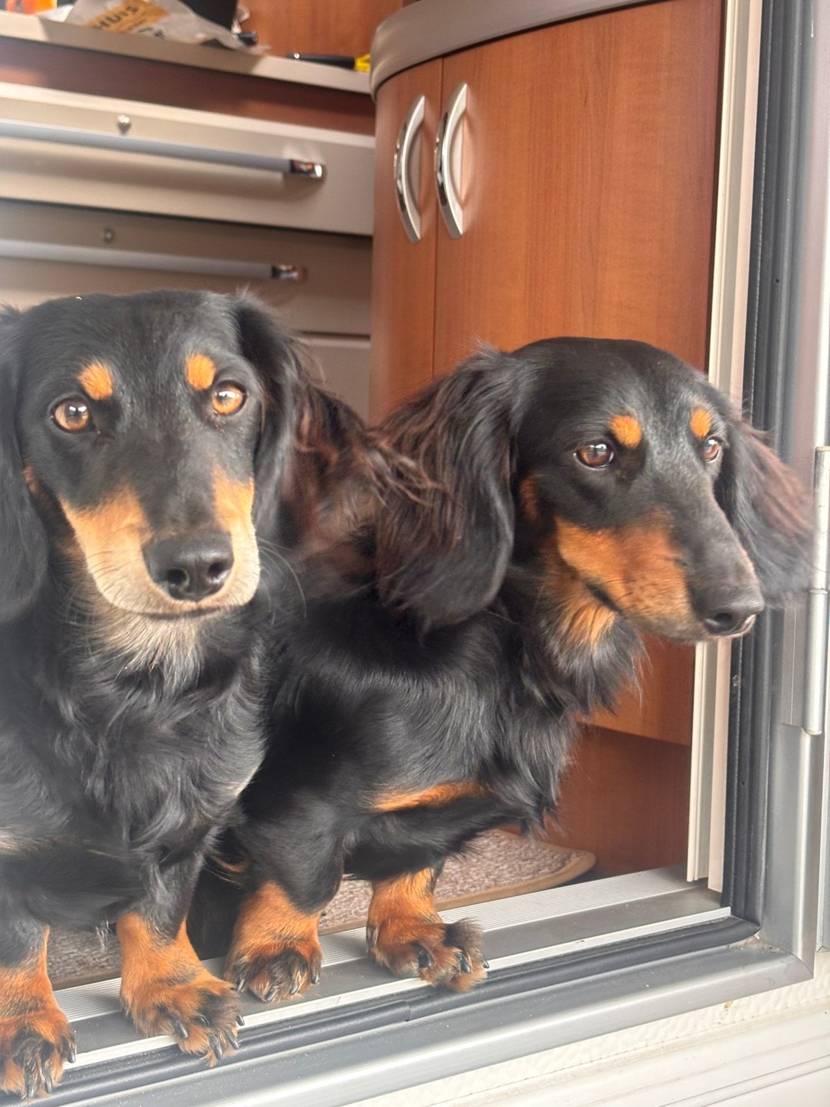 Teckel broertjes - 10 maanden, Dieren en Toebehoren, Honden | Teckels en Dashonden, Reu, Langhaar, Standaard, Particulier, Meerdere